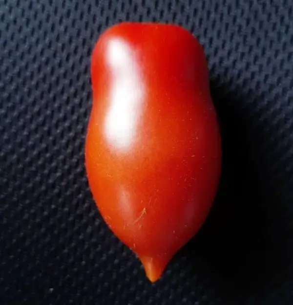 Tomaten: San Pizzuolo