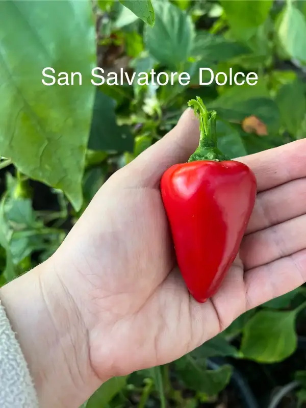 Chili / Paprika: San Salvatore Dolce