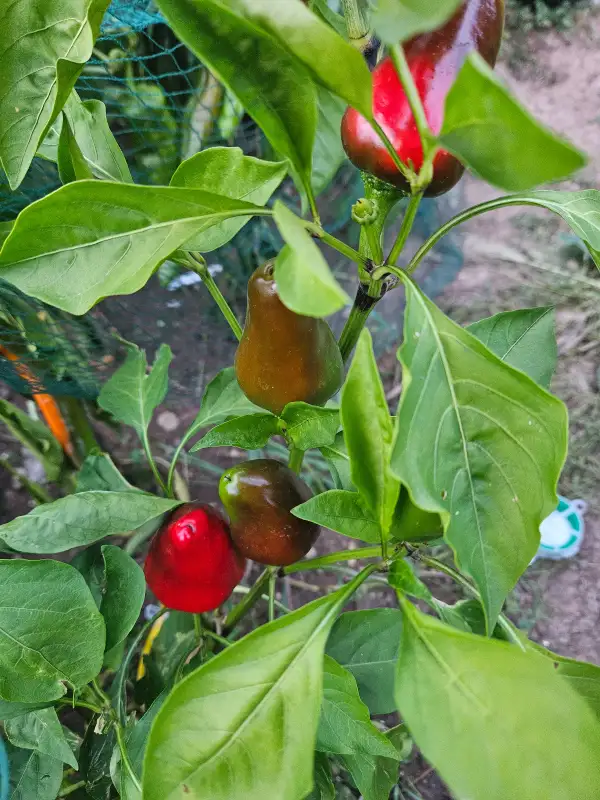 Paprika: San Salvatore Dolce