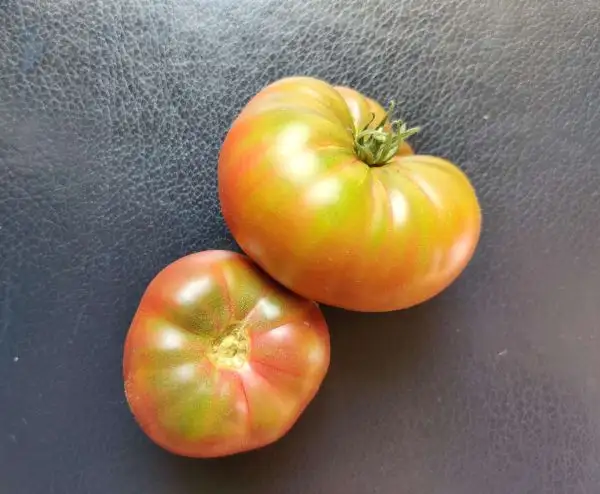 Tomaten: Sandburg