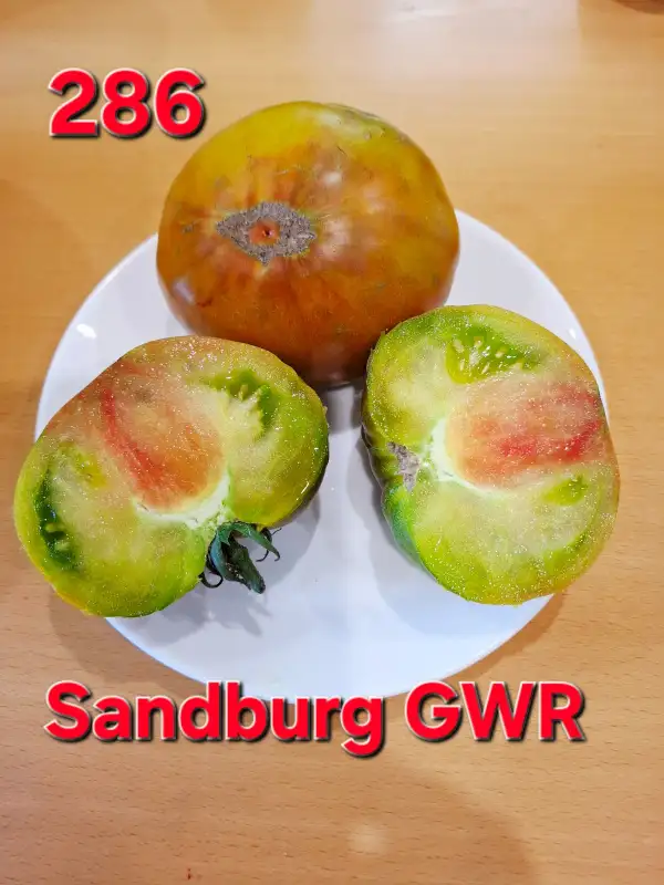 Tomaten: Sandburg GWR