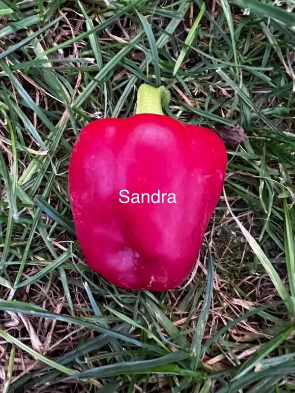 Chili / Paprika: Sandra