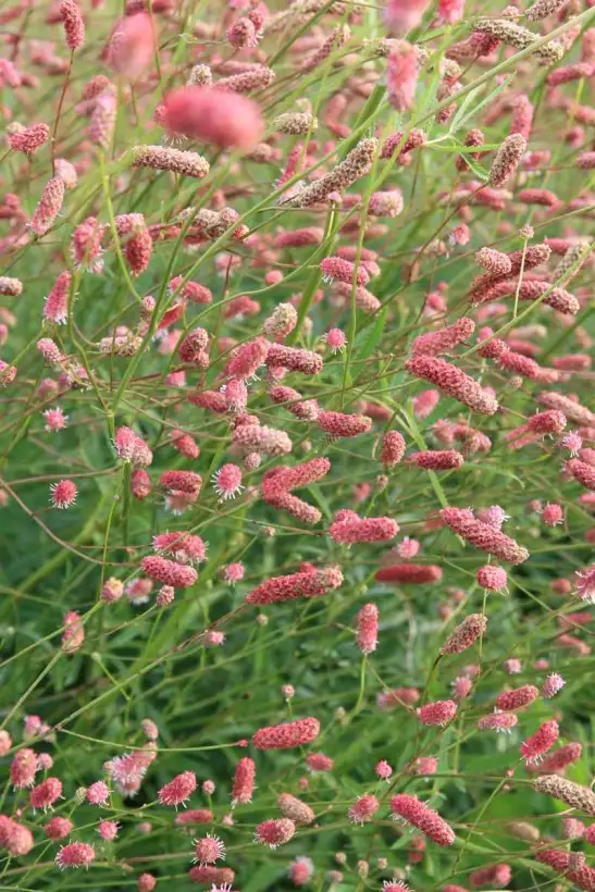 Blumen: sanguisorba pink elephant Wiesenknopf