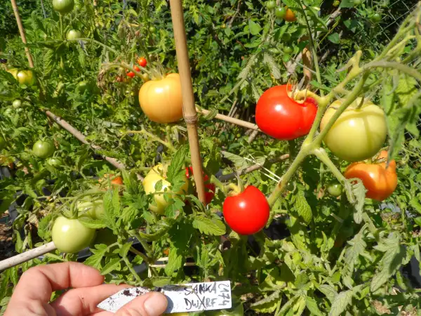 Tomaten: Sanka Dwarf ( Kat# 2174 )