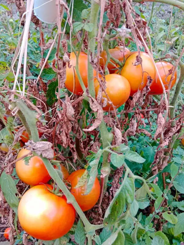Tomaten: Sankt Ignazius