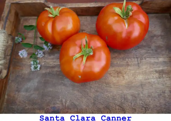 Tomaten: Santa Clara Canner