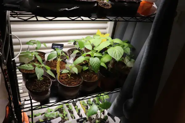 Chili / Paprika: Santa Fe Grande