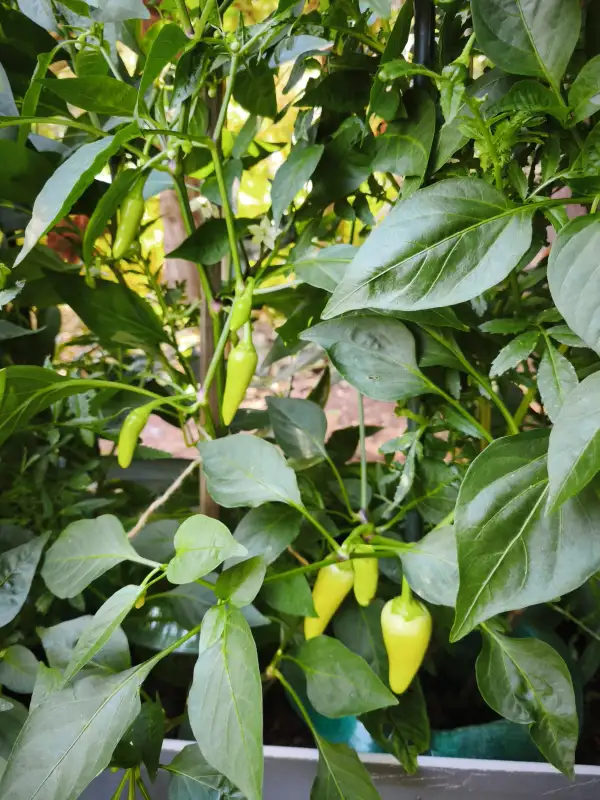 Chili: Santa Fe Grande