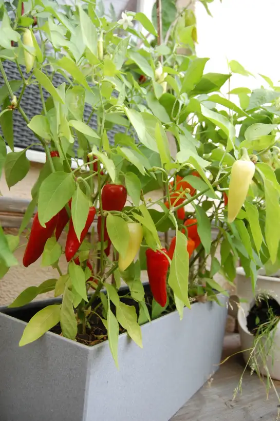 Chili / Paprika: Santa Fe Grande Chili