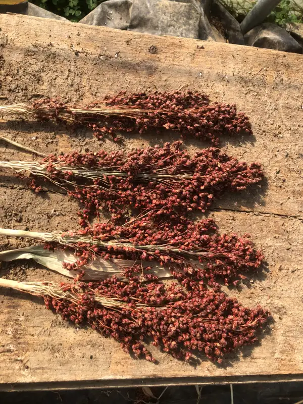 andere Gemüse: Santa Fe Red (Sorghum bicolor)