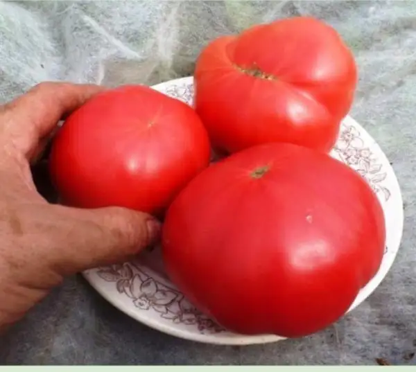 Tomaten: Santa Maria