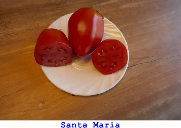 Tomaten: Santa Maria