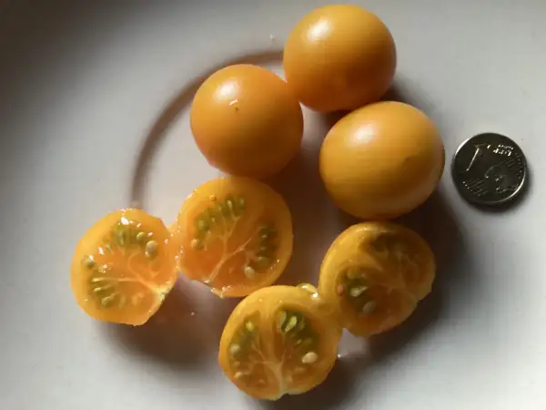 Tomaten: Santiam Sunrise