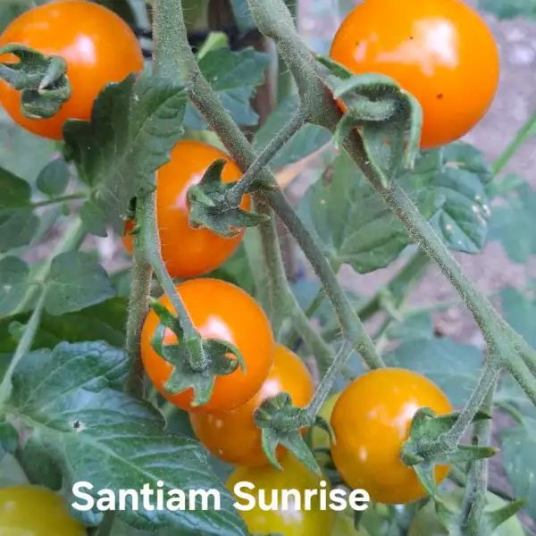 Tomaten: Santiam Sunrise