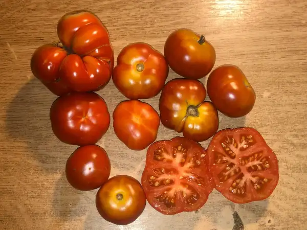 Tomaten: Santorin