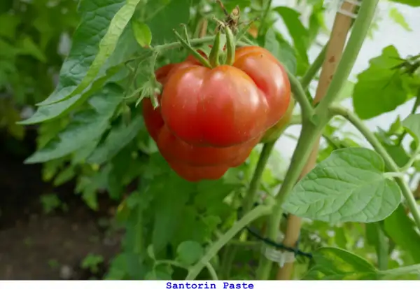 Tomaten: Santorin Paste