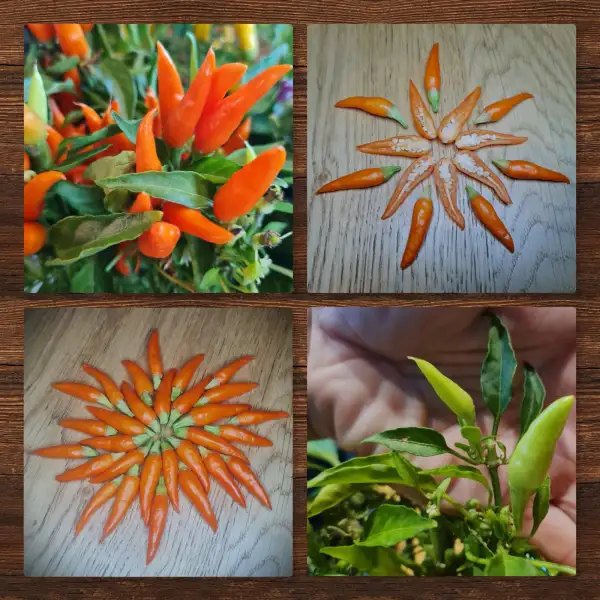 Chili / Paprika: Santos Orange Ornamental