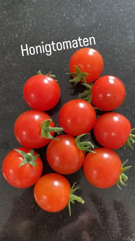 Tomaten: Saopolo Honigtomaten