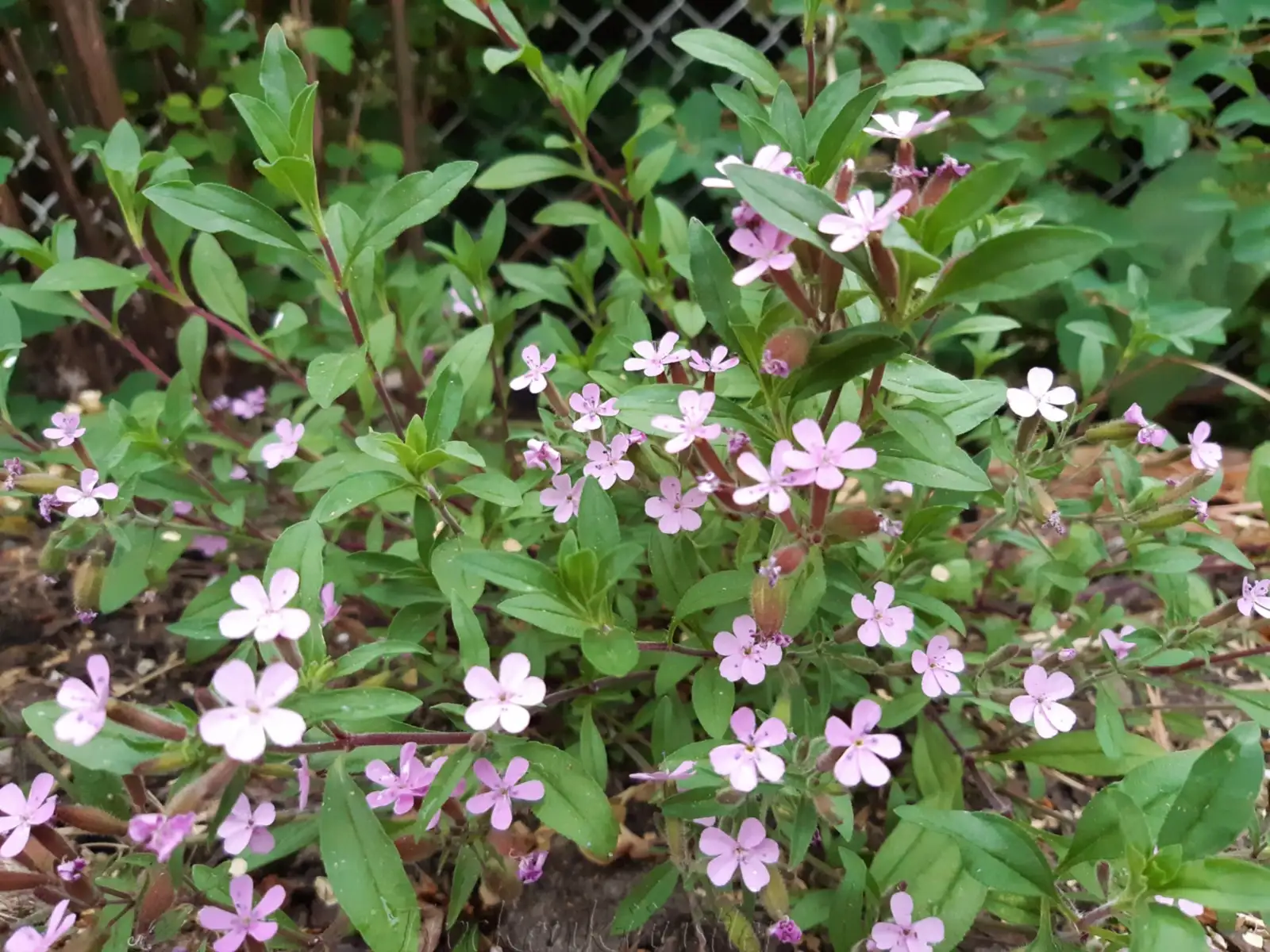 Stauden / Gehölz: Saponaria ocymoides ‣ ‣ ‣ ‣ ‣ Rotes Seifenkraut ‣ Rock Soapwort