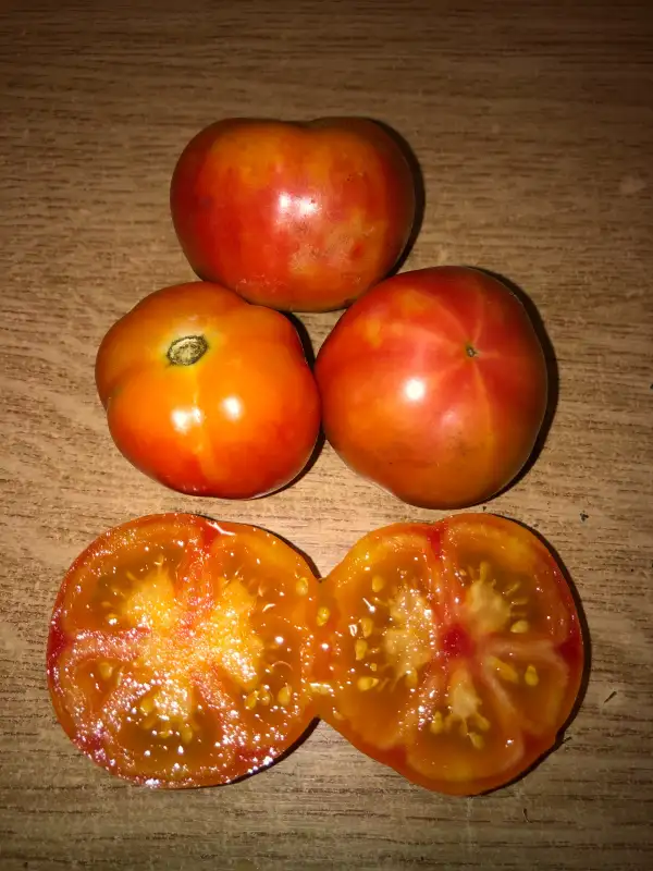 Tomaten: Sara Goldstar