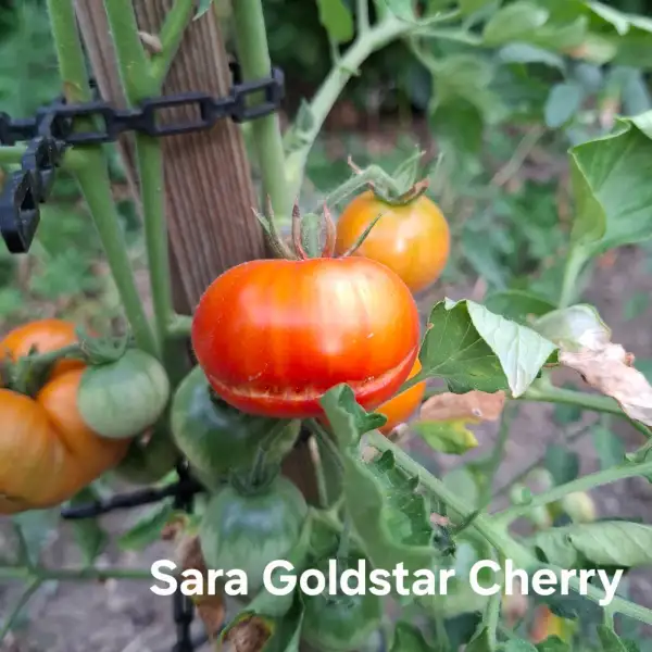Tomaten: Sara Goldstar Cherry (Dwarf)