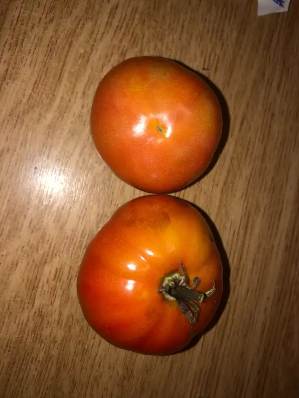 Tomaten: Saraevskiy n°1