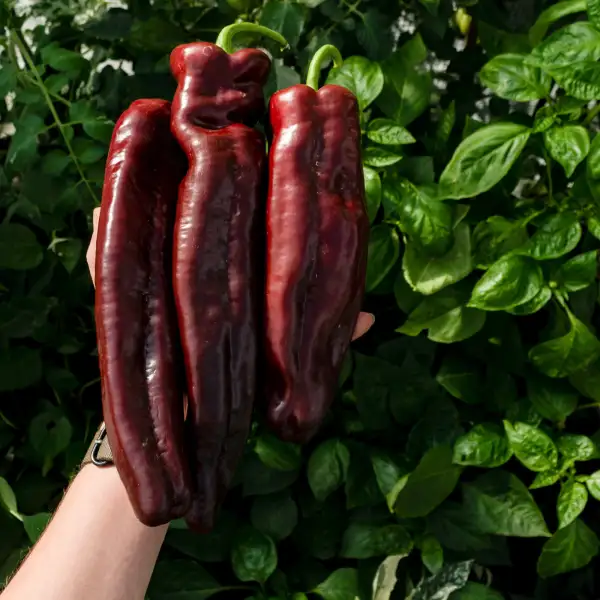 Chili / Paprika: Saraga Giant