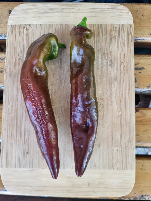 Chili / Paprika: Saraga Giant Sweet Chocolate