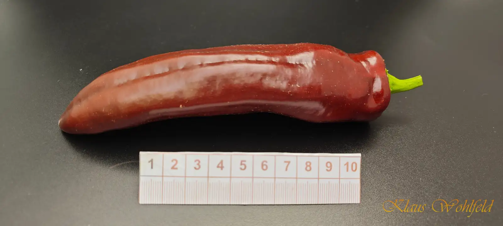 Chili / Paprika: Saraga Giant Sweet Chocolate