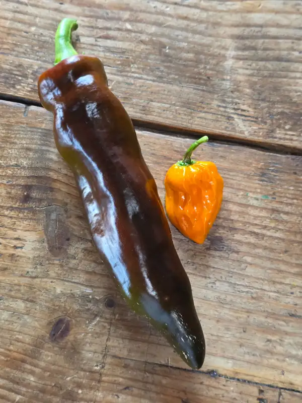 Chili / Paprika: Saraga Giant Sweet Chocolate