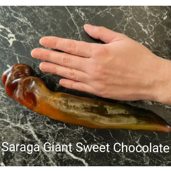 Chili / Paprika: Saraga Giant Sweet Chocolate Paprika