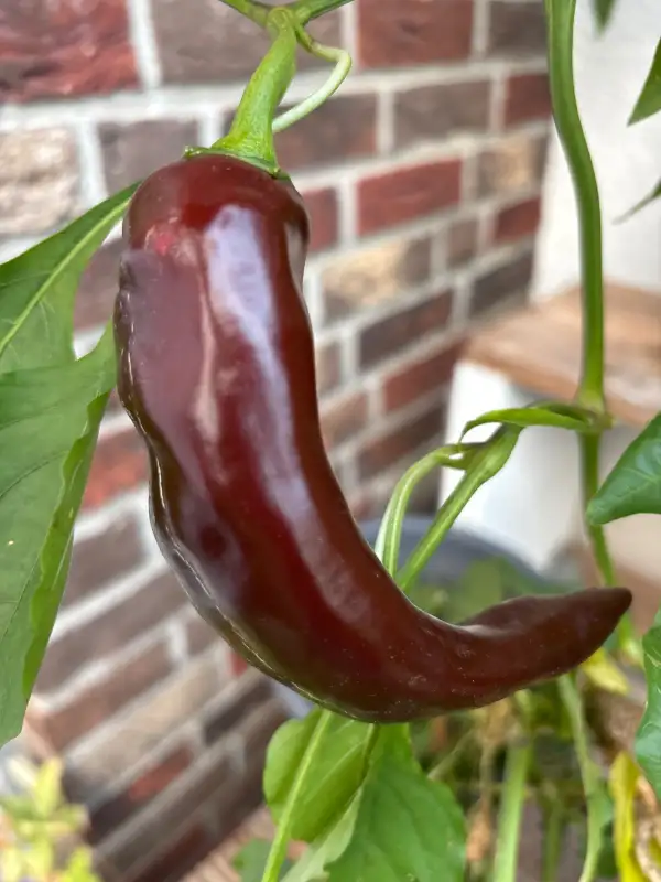 Paprika: Saraga Sweet Gigant Chocolate