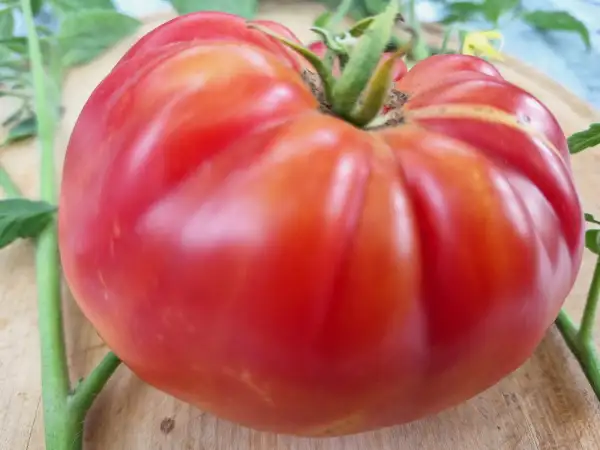 Tomaten: Sarandity