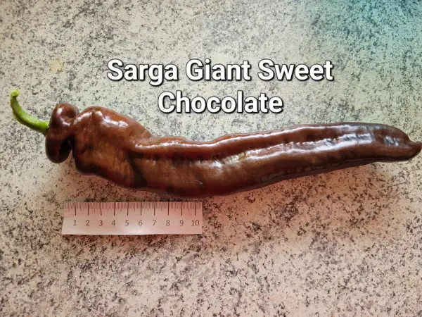 Chili / Paprika: Sarga Giant Sweet Chocolate	Spitzpaprika	120cm	braun