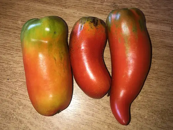 Tomaten: Sarnowski Polish Plum