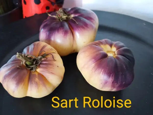 Tomaten: Sart Roloise,