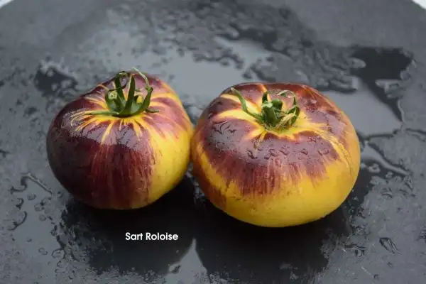 Tomaten: Sart Roloise