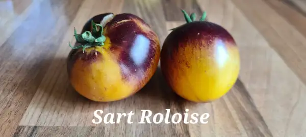 Tomaten: Sart Roloise