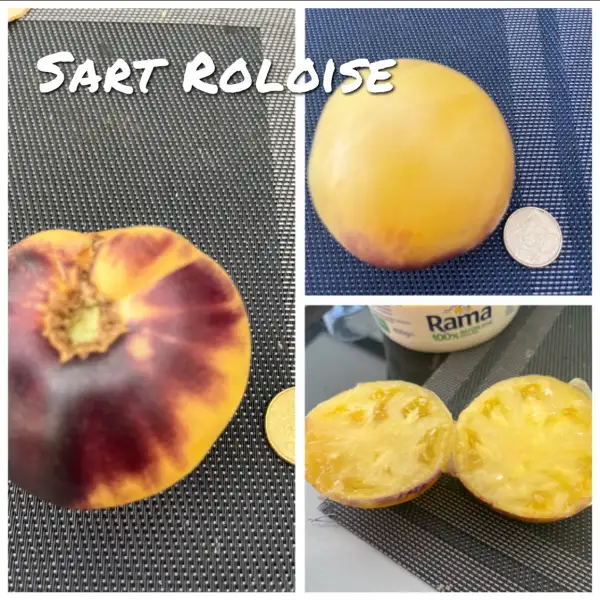 Tomaten: Sart Roloise