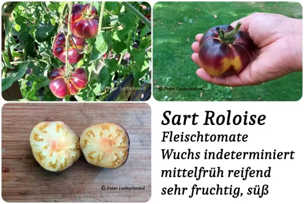 Tomaten: Sart Roloise