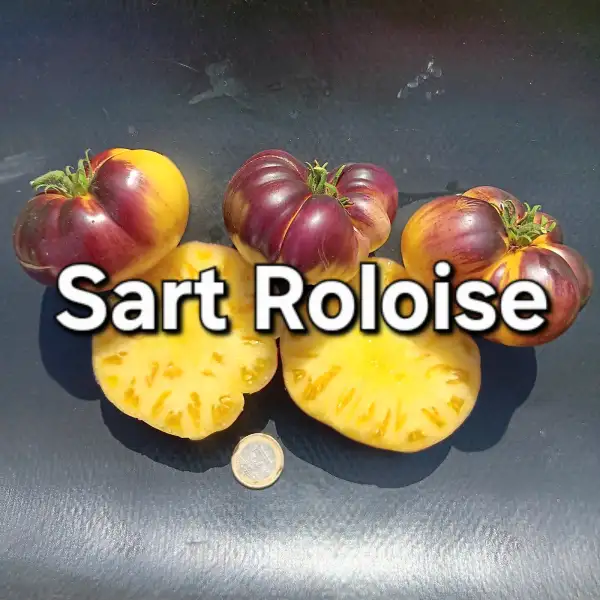Tomaten: Sart Roloise