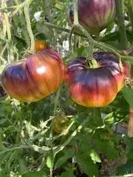 Tomaten: Sart Roloise