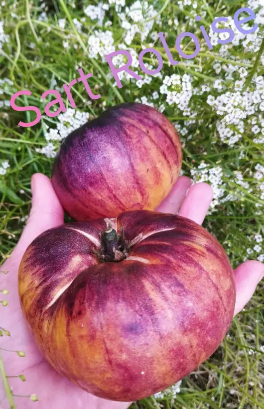 Tomaten: Sart Roloise