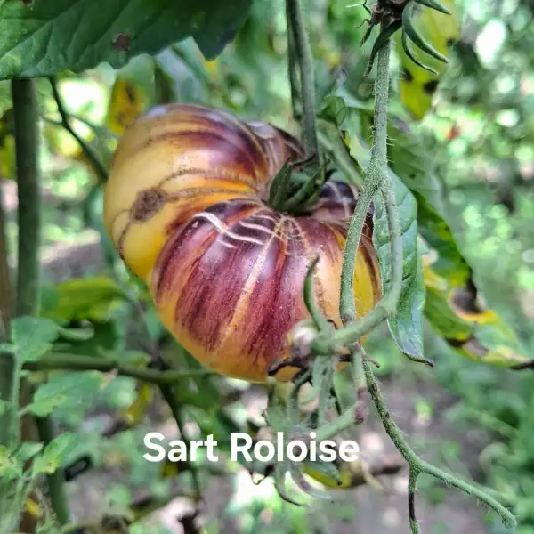 Tomaten: Sart Roloise