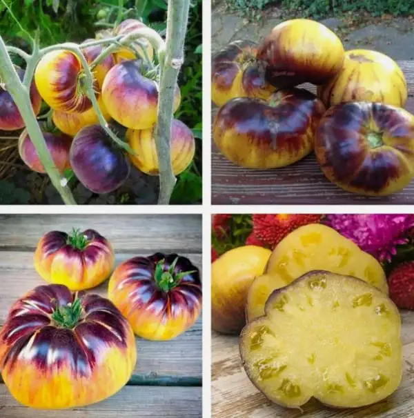 Tomaten: Sart Roloise