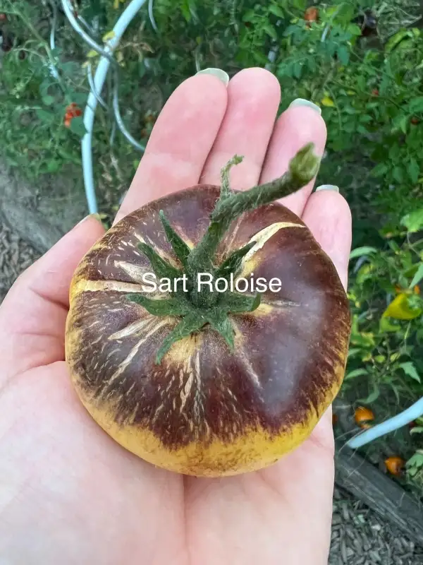 Tomaten: Sart Roloise