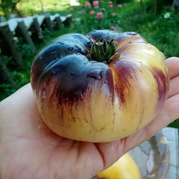 Tomaten: Sart Roloise, eine beeindruckende belgische Züchtung