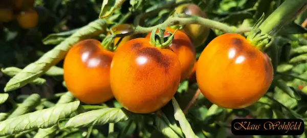 Tomaten: Sart Roloise Roma