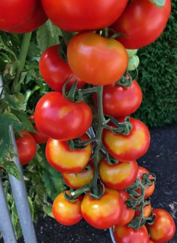 Tomaten: Sascha Altaj