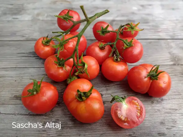 Tomaten: Sascha